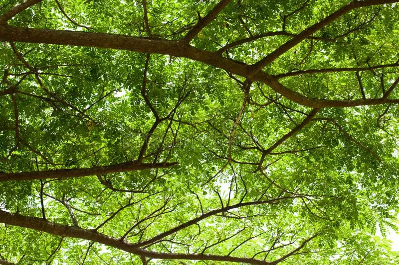 ใบเลื่อยคันธนูตัดกิ่งไม้สด