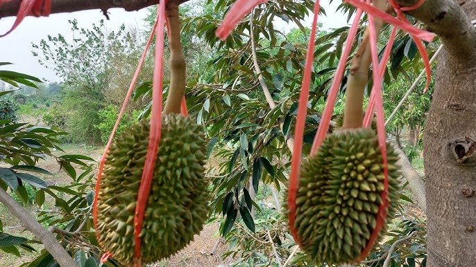 เชือกโยงทุเรียน  สีสด เหนียว